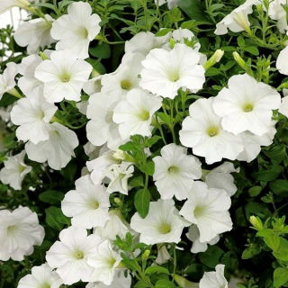 Petunia "Cascade" - alb - 160 semințe - Petunia x hybrida pendula