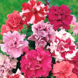 Pétunia Doble - Duo F1 - variada - Petunia x hybrida pendula fl. pl.  - semillas