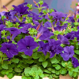 بذور بتونيا الترا بلو - بتونيا x hybrida grandiflora - 80 بذرة - Petunia x hybrida  - ابذرة