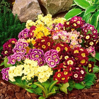 Primrose-sekasiemenet - Primula x pubescens - 110 siemeniä