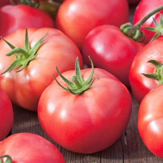 Tomate "Berner Rose" - Zwergsorte für den Anbau  im Freiland oder unter Schutzabdeckungen