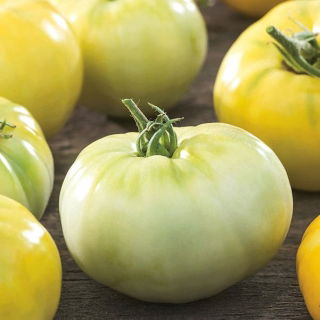 มะเขือเทศ "White Beefsteak" - ความหลากหลายสีขาว - Solanum lycopersicum  - เมล็ด