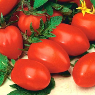 Pomodoro - Cencara F1 - serra - Lycopersicon esculentum Mill  - semi