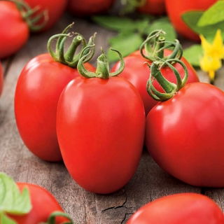 Paradicsom - Kmicic - 500 magok - Solanum lycopersicum