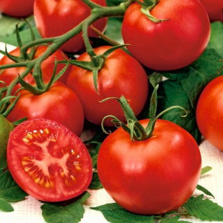 Tomato "Perkoz F1" - untuk rumah hijau dan di bawah penutup penanaman - Solanum lycopersicum  - benih