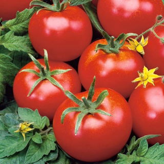 Tomato "Penduline Tits F1" - for greenhouse and under cover cultivation