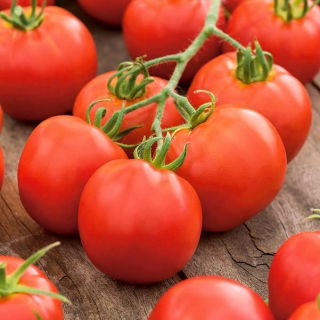 Tomate – Check - Lycopersicon esculentum Mill  - graines