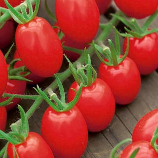 Paradajka "Tutti Frutti F1" - vysoká, kokteil odrody na pestovanie v poli a na kryte - 7 semien - Lycopersicon esculentum Mill  - semená