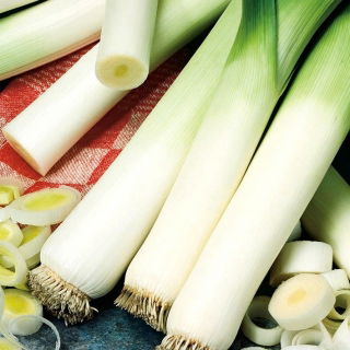 Leek "Tenor" - pelbagai musim sejuk - Allium ampeloprasum L. - benih