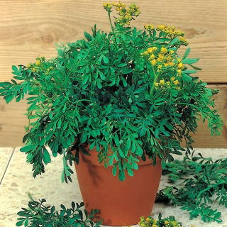 Ruta graveolens perenne - 250 semillas