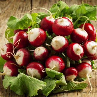 Hónapos retek - Caro - 100 g - Korai, kétszínű fajta - Friss vetőmagok