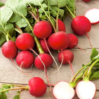 Radish "Rowa" - 425 de semințe - Raphanus sativus L.