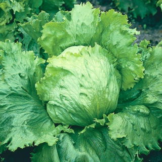 Eisbergsalat 'Beata'