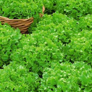 Alface - Foliosa - Salad Bowl - 945 sementes - Lactuca sativa var. foliosa