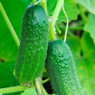 Timun "Julian" - pelbagai acar - TAPE SEED - 
