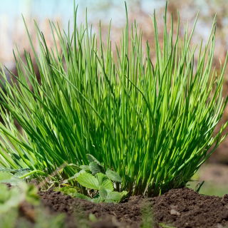 BIO Schnittlauch "Medium Leaf" - zertifizierte Bio-Samen - 