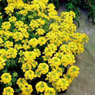 Graines d'Alysson des montagnes - Alyssum montanum - 500 graines
