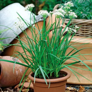 Gräslök -  Allium tuberosum - frön