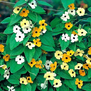 Susannat - seos - 20 siemenet - Thunbergia