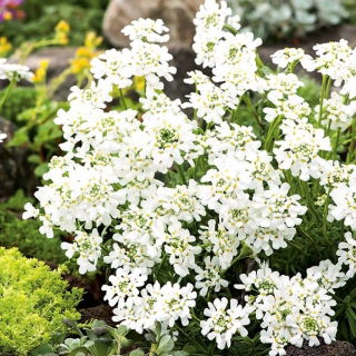 Evergreen Candytuft，多年生Candytuft种子 -  Iberis sempervirens  -  125粒种子 - 種子