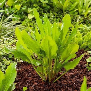 Veldzuring – Belleville - 1600 zaden - Rumex acetosa