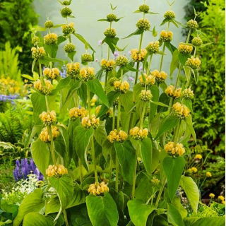 Ierusalim Semințe de sagei - Phlomis russeliana - 20 semințe - Phlomis L.