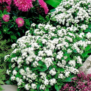 זרעי אגרטום לבנים - Ageratum houstonianum - 2700 זרעים - Ageratum mexicana
