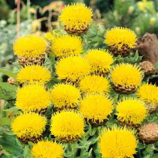 Giant Knapweed - Centaurea macrocephala - Perfect for Dried Bouquets, High Ornamental Value - Fresh Seeds