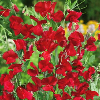 Hrachor vonný - červený - Lathyrus odoratus - Šplhá až do 120 cm, ideální na mříže a ploty - Čerstvá semena