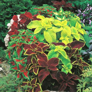 Urzicuța decorativă - Blumego - Coleus blumei - Frunziș remarcabil pentru expoziții - Semințe proaspete