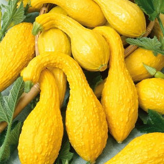 Prydnadspumpa - Yellow Crookneck - Gyllene böjda squash, dekorativ charm - Färska frön