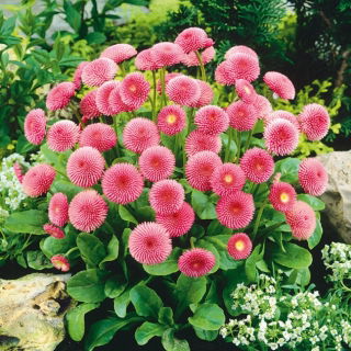 Насіння рожевих англійських ромашок - Bellis perennis - 690 насіння