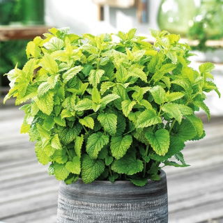 Roiniță - Melissa officinalis - Plantă liniștitoare, cu parfum de lămâie - Semințe proaspete