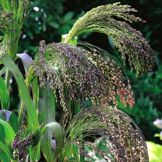 Mei Violet - Panicum violaceum - Iarbă ornamentală înaltă, cu aspect rafinat - Semințe proaspete