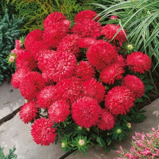 Astro nano - Milady Scarlet - Callistephus chinensis - Fioritura rosso fuoco, ideale per bordure - Semi Freschi