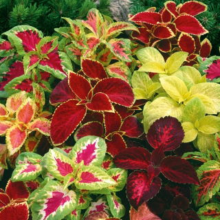Coleus Dúhové semená - Coleus hybridus - 10 semien - Coleus blumei ‘Rainbow'