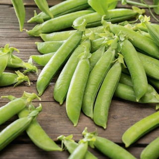 Wrinkled Pea Gloriosa seeds - Pisum sativum