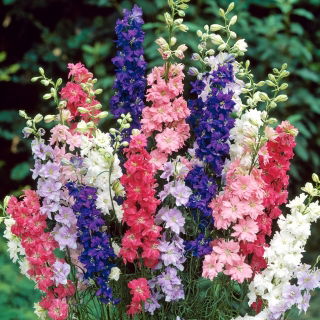 Ostrožka stračka - směs barev - Delphinium consolida - Vysoké klasy, nádherný venkovský vzhled - Čerstvá semena