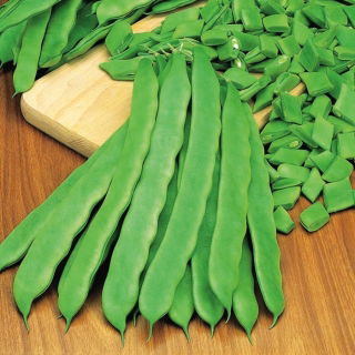 Зелена квасоля "Дакота" - Phaseolus vulgaris L. - насіння