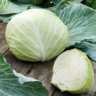 Біла капуста "Бенія" - компактні, смачні голови - Brassica oleracea convar. capitata var. alba - насіння