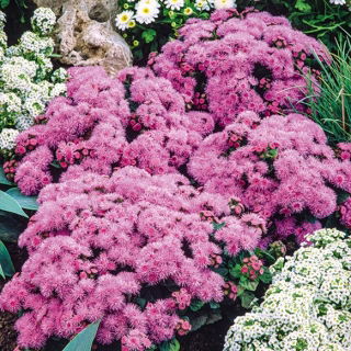 Agerāti Meksikas - rozā - Ageratum houstonianum - Ilgi ziedoši, pūkaini ziedi podiem - Svaigas sēklas