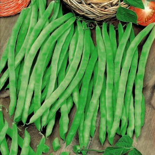 緑色のインゲン「HildsNeckarkönigin」 - ステーキ - Phaseolus vulgaris L. - シーズ