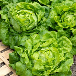Butterhead salata "Michalina" - raste velike, svijetlo zelene glave - 850 sjemenki - Lactuca sativa L. var. capitata  - sjemenke