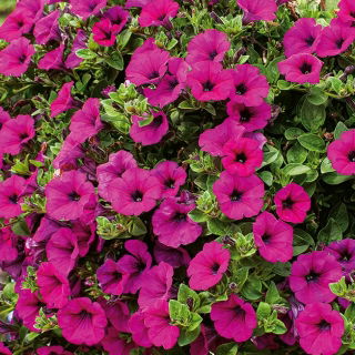 Viseća petunije, Surfinia "Rubina" - grimizno-ljubičasta - 80 sjemenki - Petunia x hybrida pendula  - sjemenke