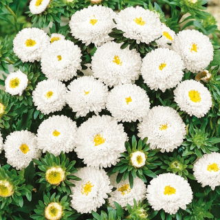 Aster - Pompon - White - Callistephus chinensis - Perfect for Fresh, Long-Lasting Bouquets - Fresh Seeds