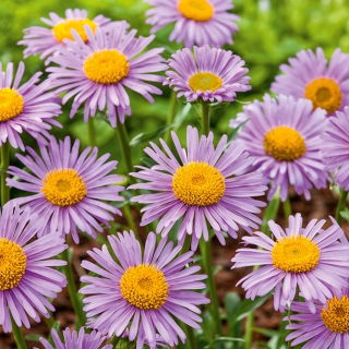 Havasi őszirózsa - rózsaszín - Aster alpinus - Korai virágzó szépség sziklakertbe - Friss vetőmagok