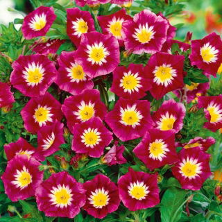 Convolvulus - Red Ensign - Convolvulus tricolor - Brilliant Ground Cover for Instant Impact - Fresh Seeds