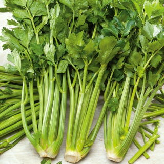 Cellery "Verde Pascal" - debele, okusne, bledo zelene liste - 2600 semen - Apium graveolens - semena