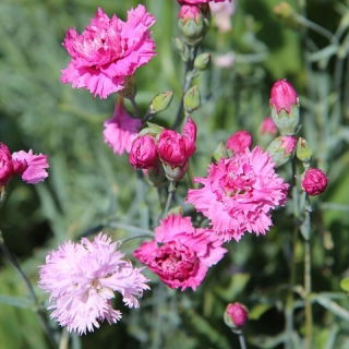 Comună roz - amestec de soiuri cu două flori; roz roz, roz sălbatic - 162 semințe - Dianthus plumarius