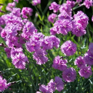 Comună roz - amestec de soiuri cu două flori; roz roz, roz sălbatic - 162 semințe - Dianthus plumarius